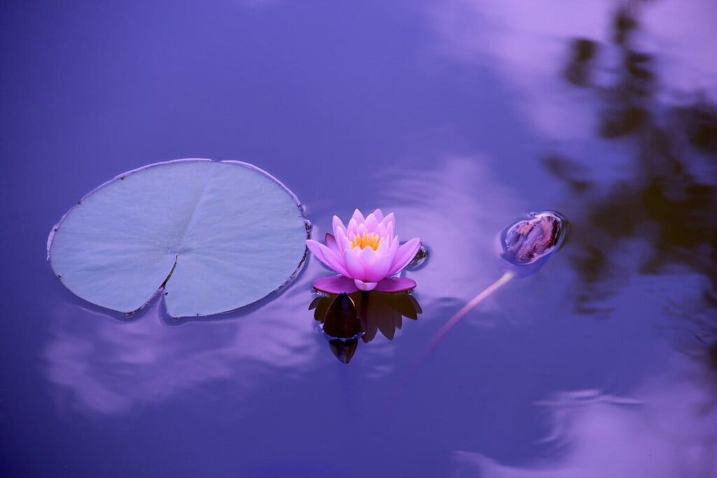 Lotus sur l'eau